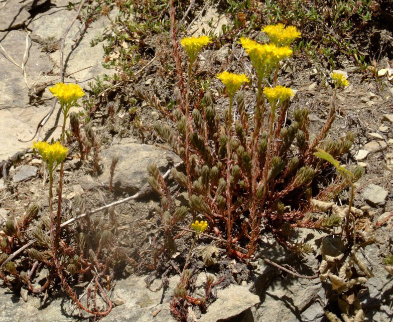 Sedum rupestre e Sedum sexangulare