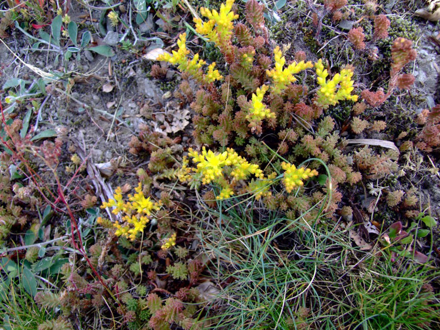 Sedum rupestre e Sedum sexangulare