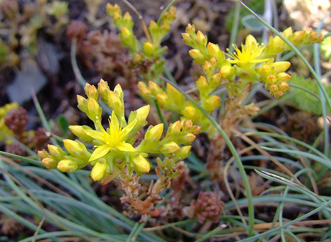 Sedum rupestre e Sedum sexangulare