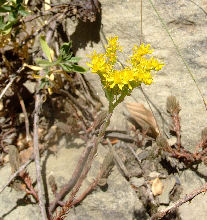 Sedum rupestre e Sedum sexangulare