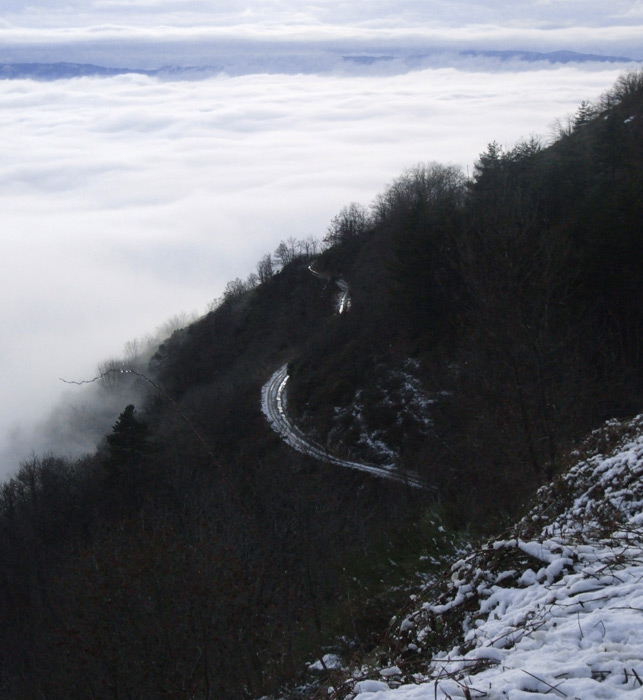 Una strada nel bosco