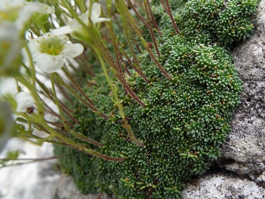 Saxifraga caesia