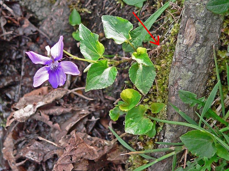 Viola riviniana