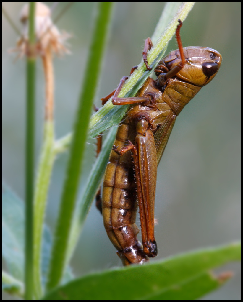 Identificazione Tettigonide (?)