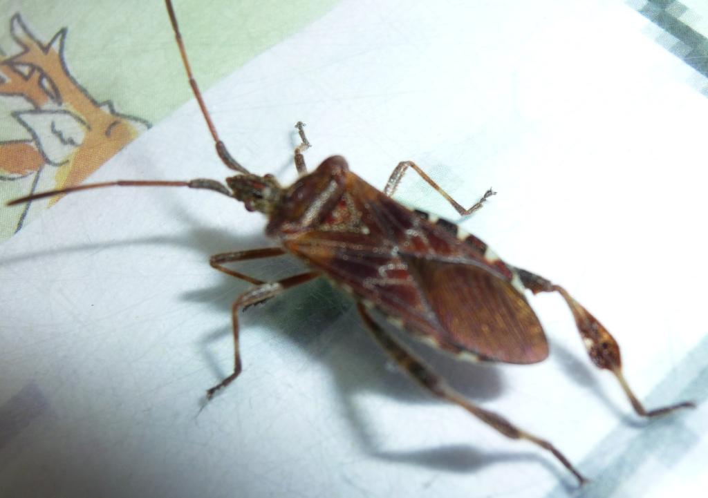 Coreidae: Leptoglossus occidentalis, svernante in Francia