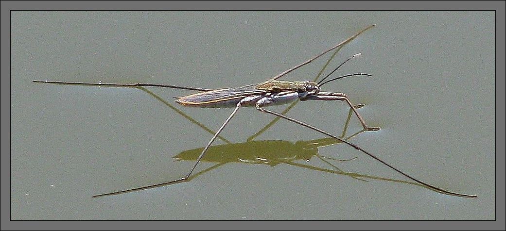 Gerridae: Aquarius paludum e A,najas della Turchia (Tracia)