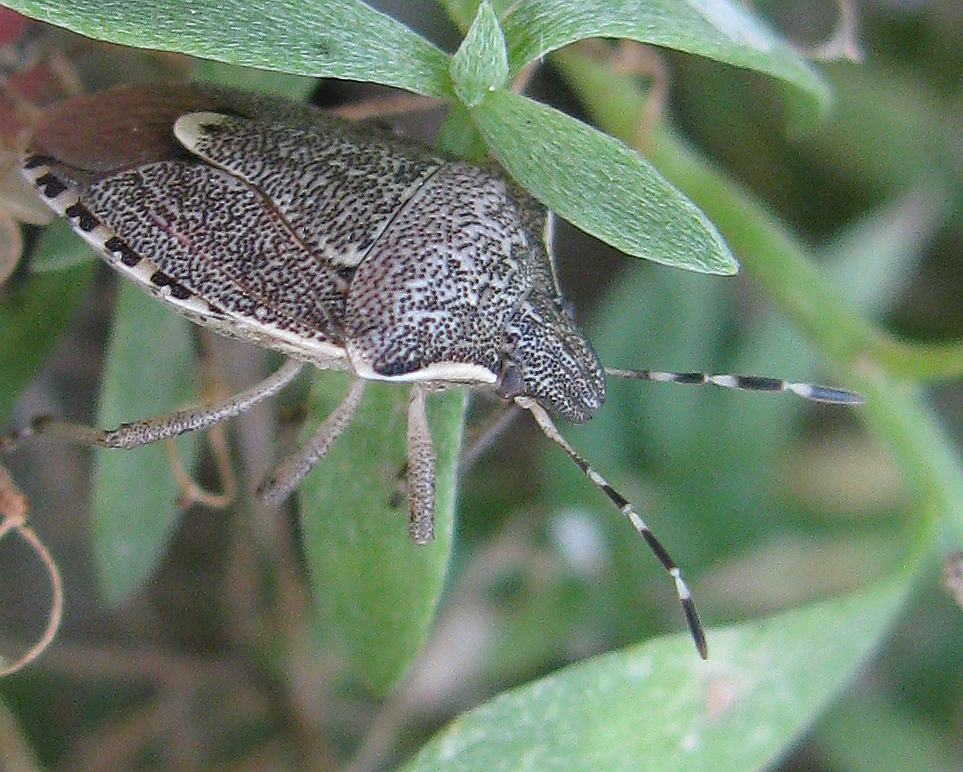 Pentatomidae: Holcostethus albipes della Turchia