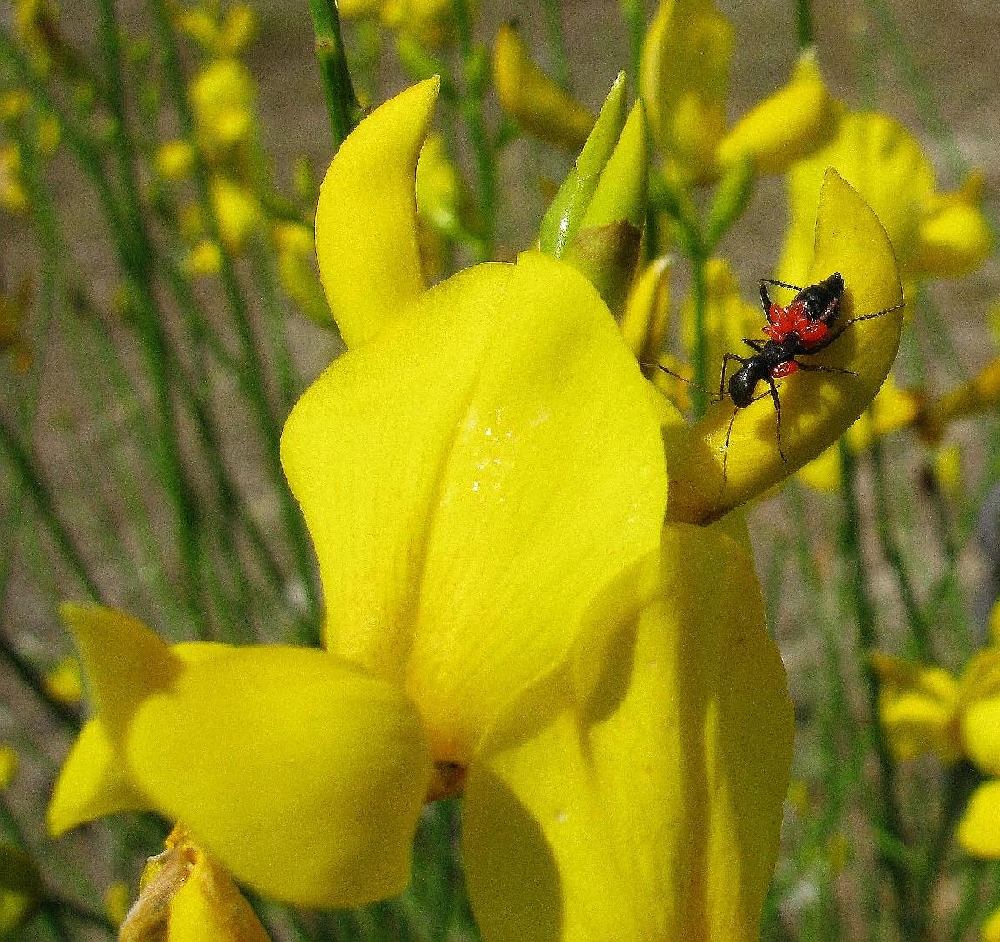 Miridae: Camponotidea saundersi di Istambul