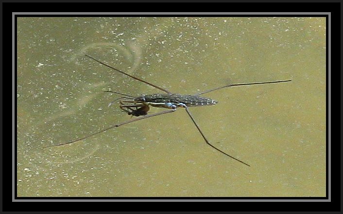 Gerridae: Aquarius paludum e A,najas della Turchia (Tracia)