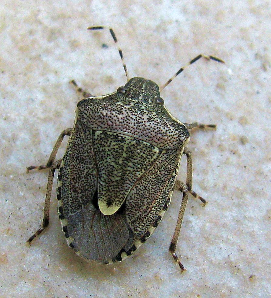 Pentatomidae: Holcostethus albipes della Turchia