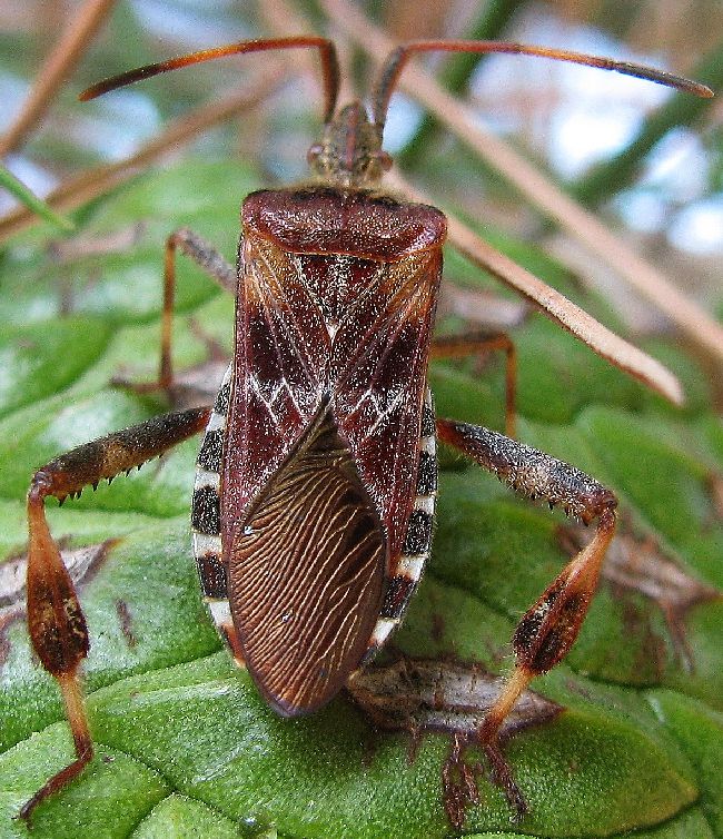 Leptoglossus occidentalis from Turkey , Natura Mediterraneo | Forum ...