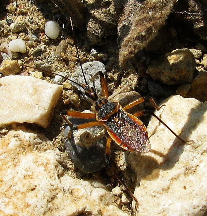 Rhynocoris bipustulatus from Antalya-Turkey