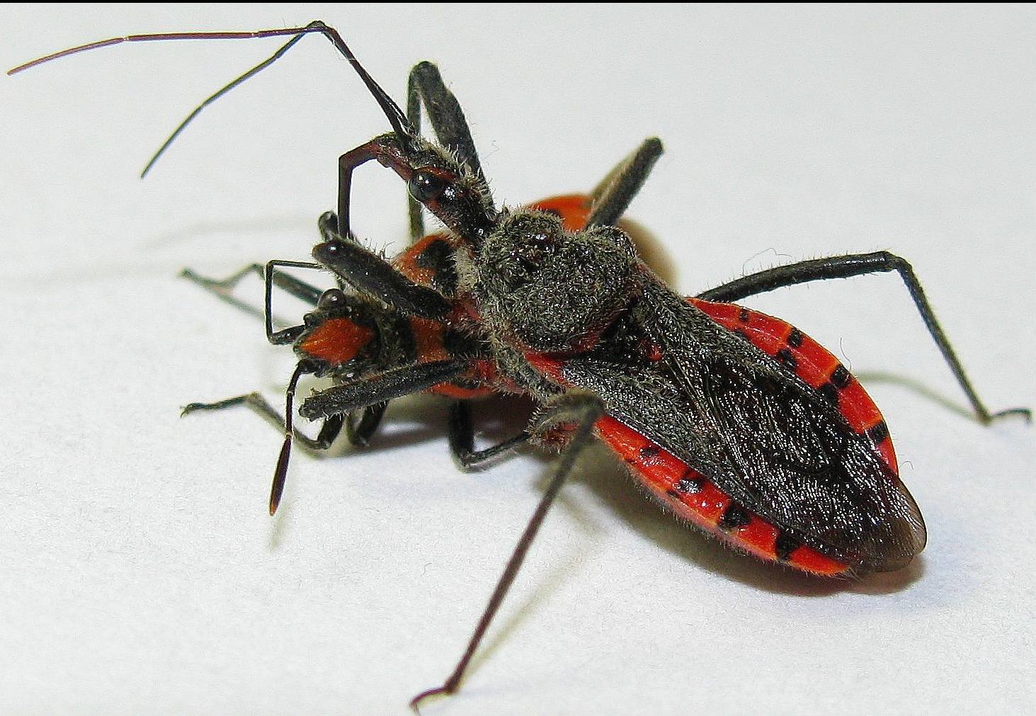 Rhynocoris bipustulatus from Antalya-Turkey