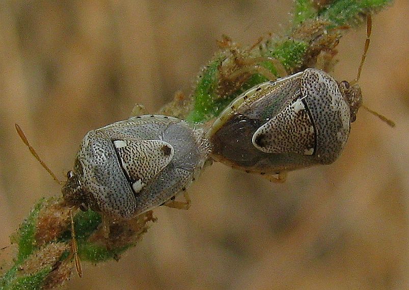Pentatomidae: Stagonomus bipunctatus di Turchia