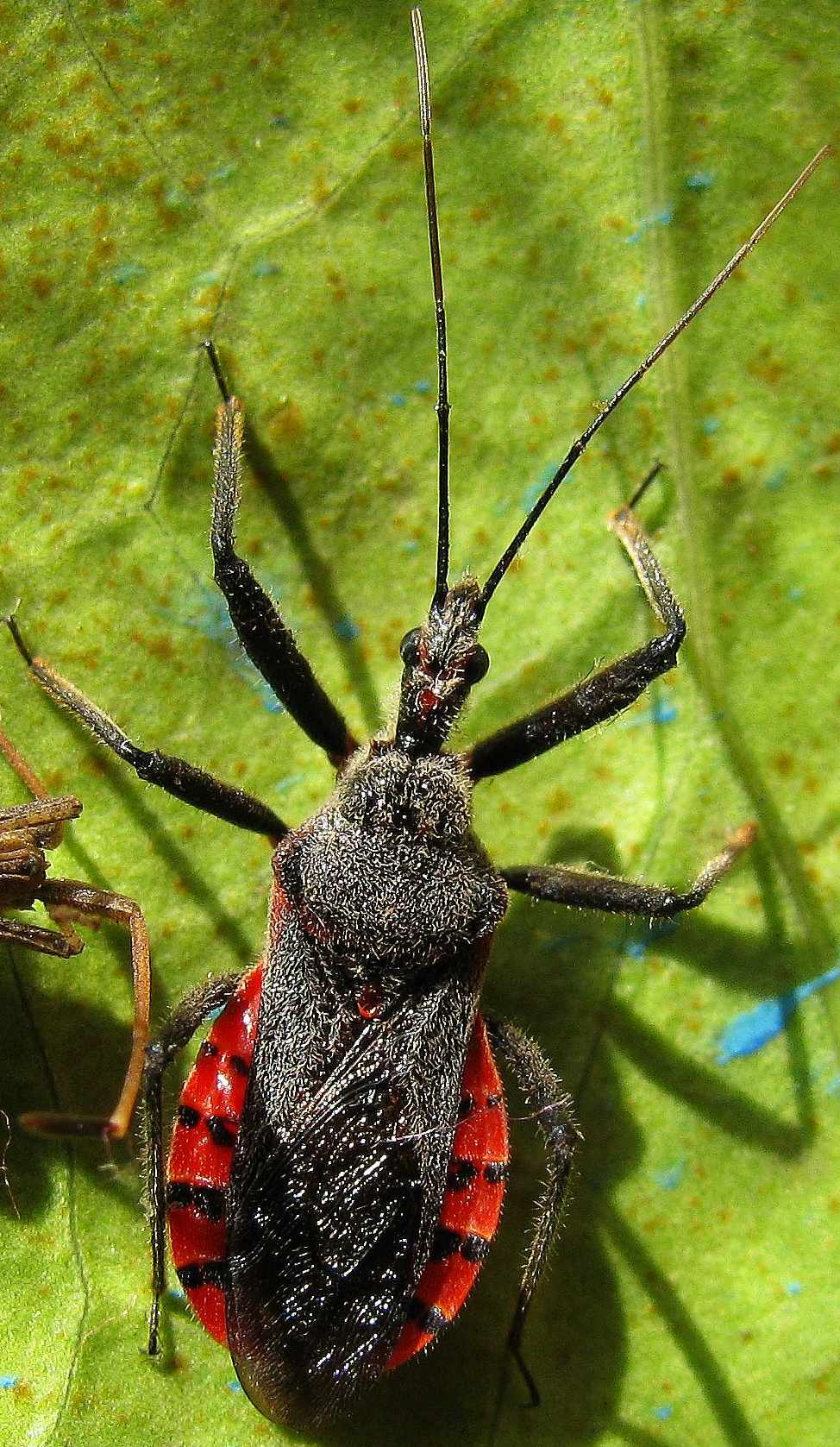 Rhynocoris bipustulatus from Antalya-Turkey