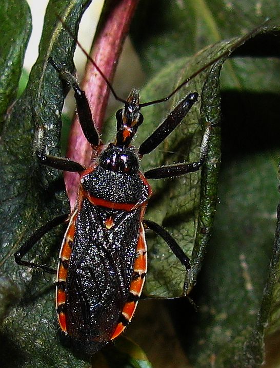 Rhynocoris bipustulatus from Antalya-Turkey