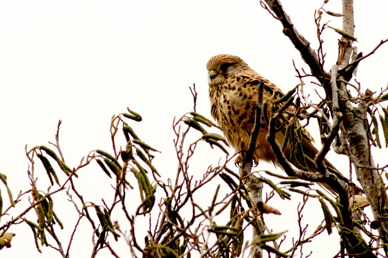 Identificazione rapace