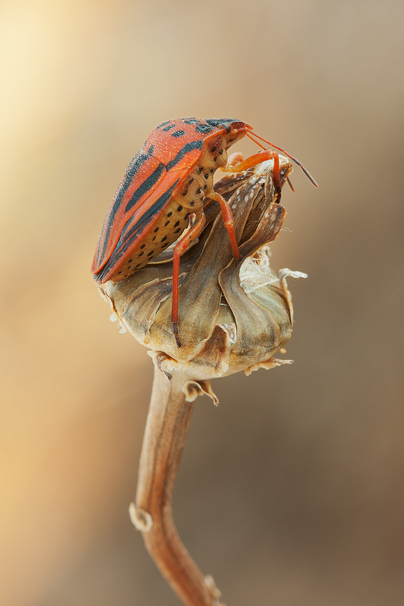 Graphosoma semipunctatum