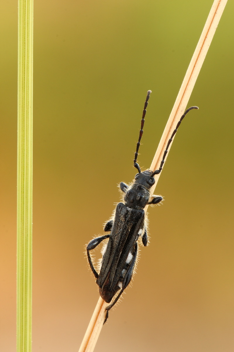 Stenopterus ater?Conferma id