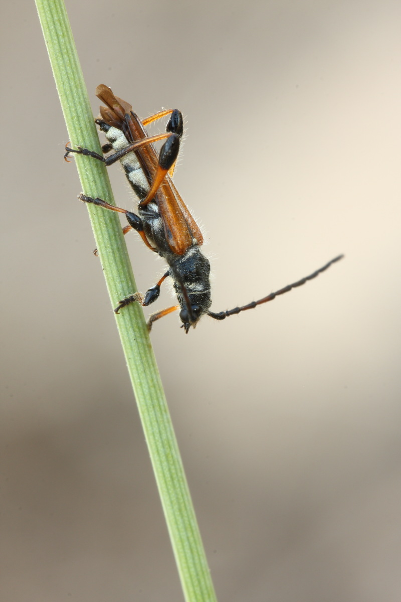 Stenopterus ater?Conferma id