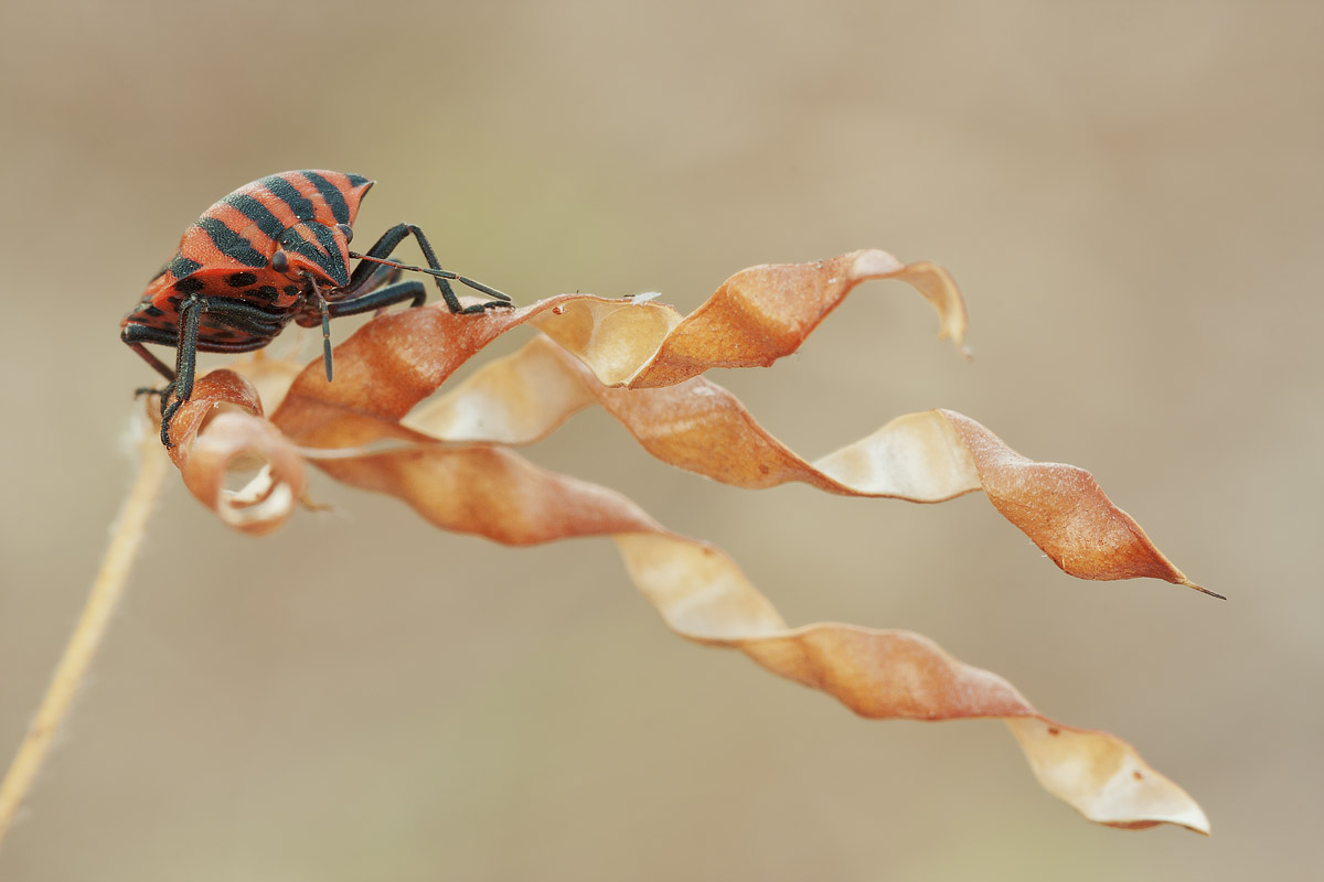 Pentatomidae:  Graphosoma lineatum italicum delle Puglie (BA