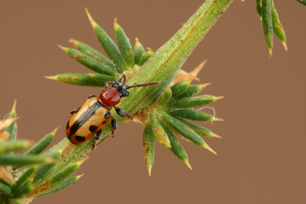 Chrysomelidae.Crioceris paracenthesis ?