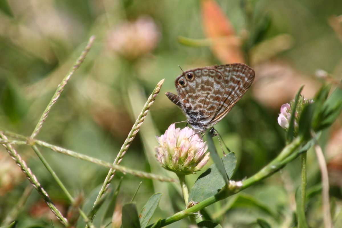 Leptotes pirithous ?