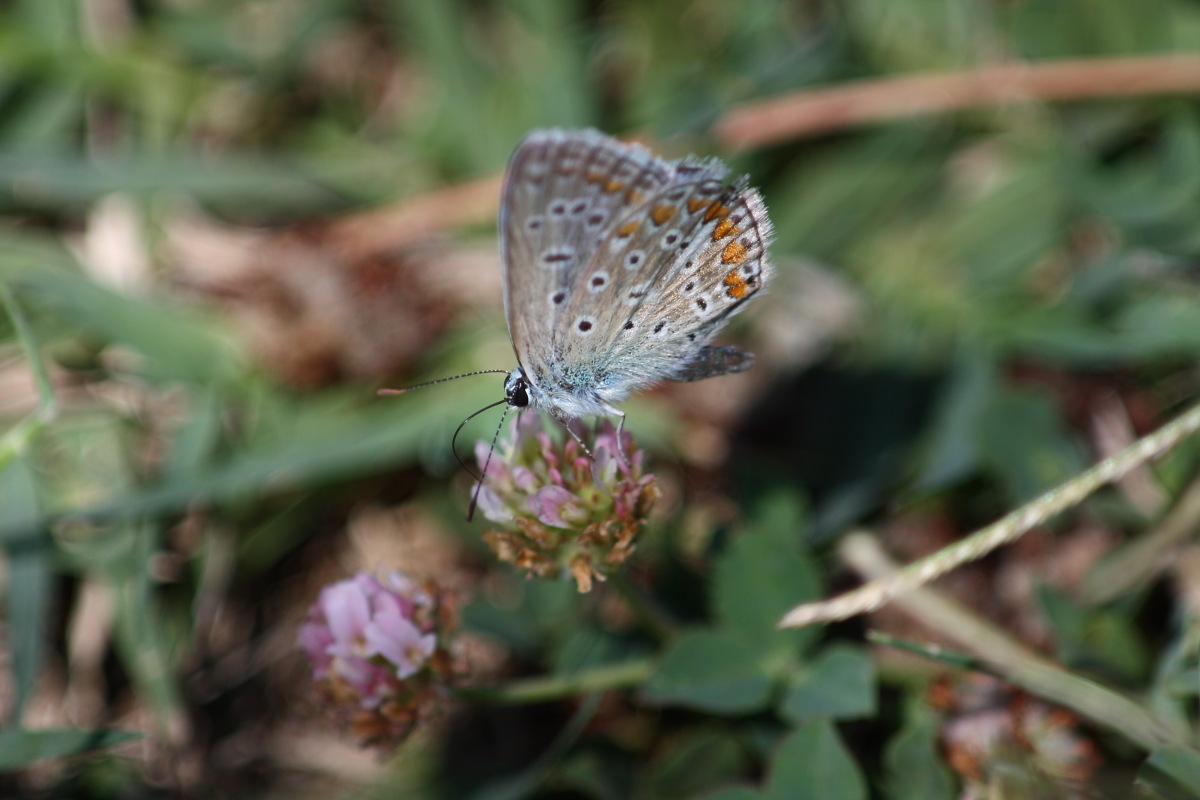 Polyommatus ma quale?