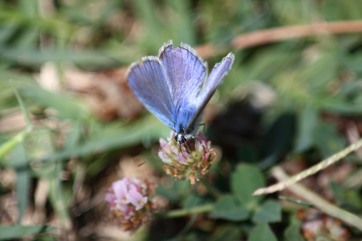 Polyommatus ma quale?