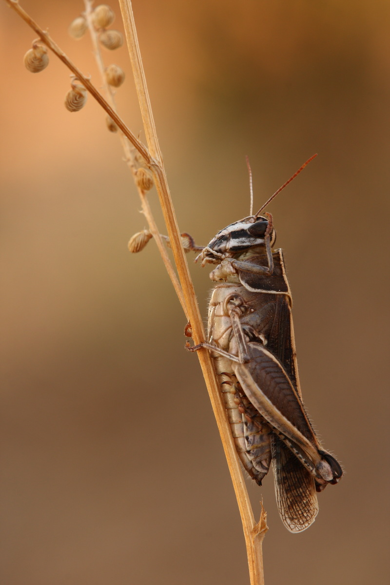 Calliptamus barbarus?Conferma ID