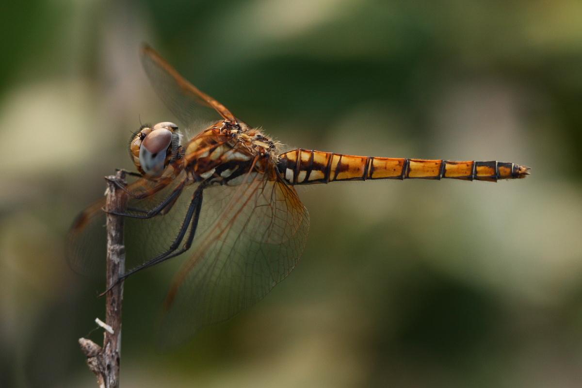 ID. - Trithemis annulata