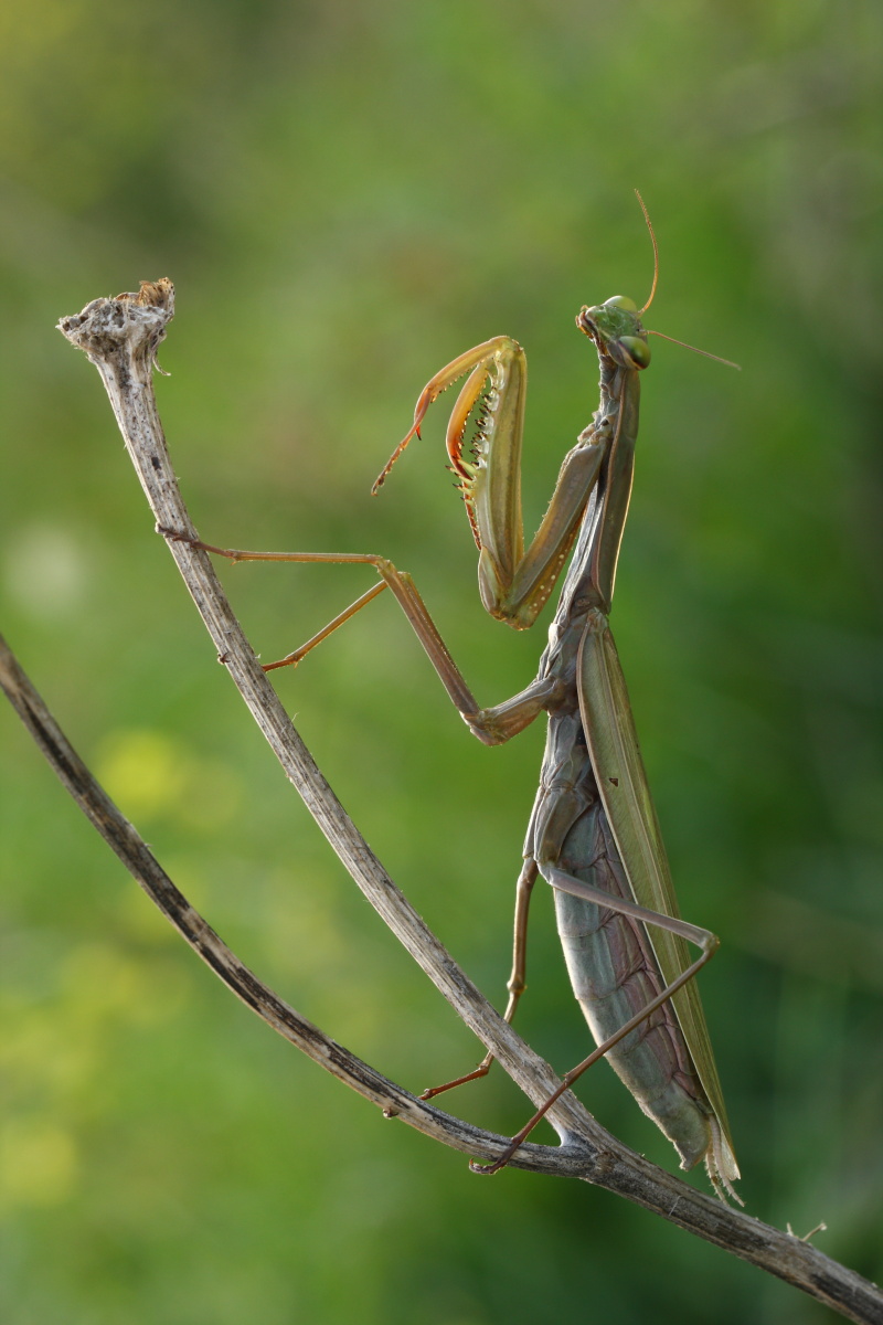 mantis religiosa