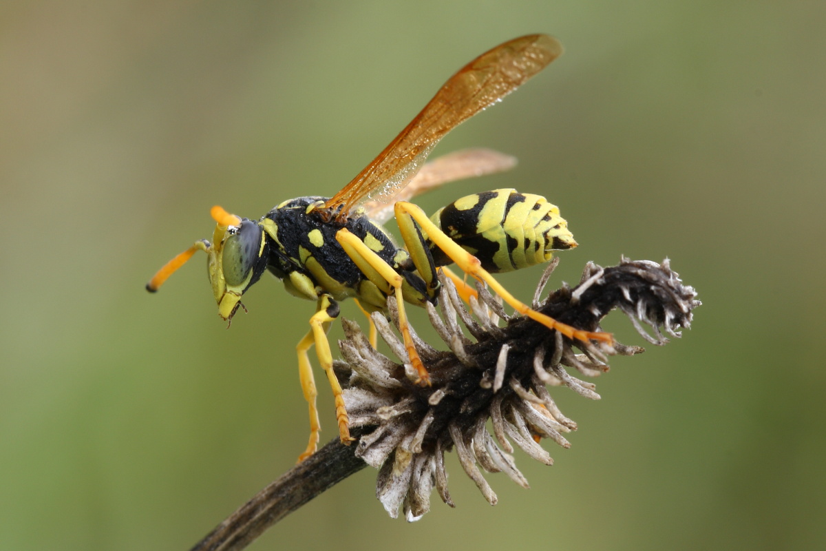 Polistes gallicus