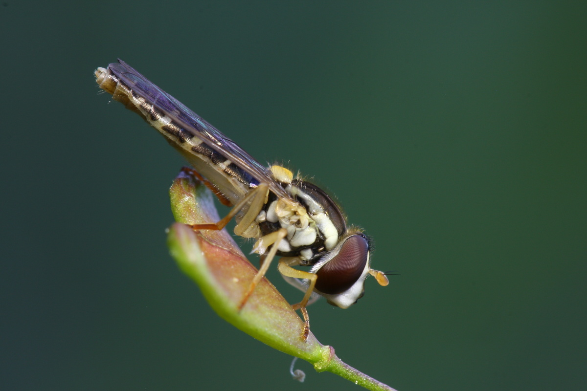 Eupeodes corollae ,conferma id