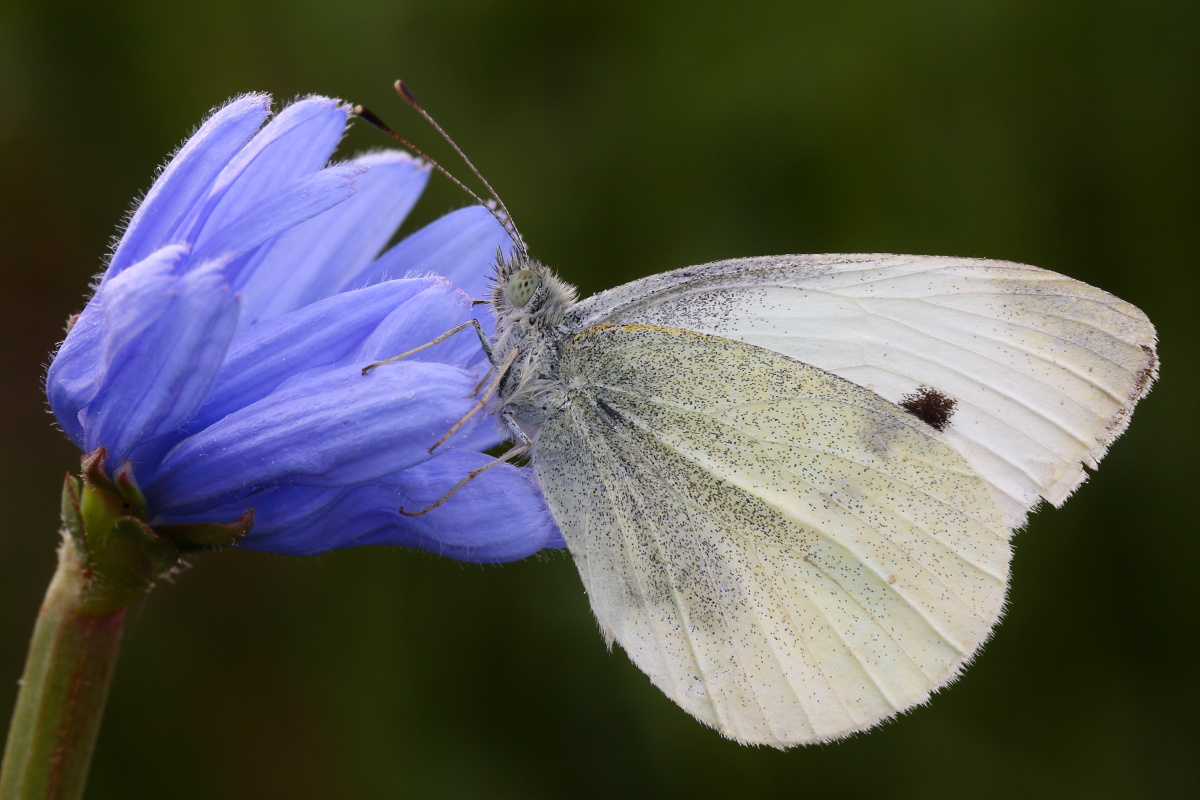 Pieris rapae ?