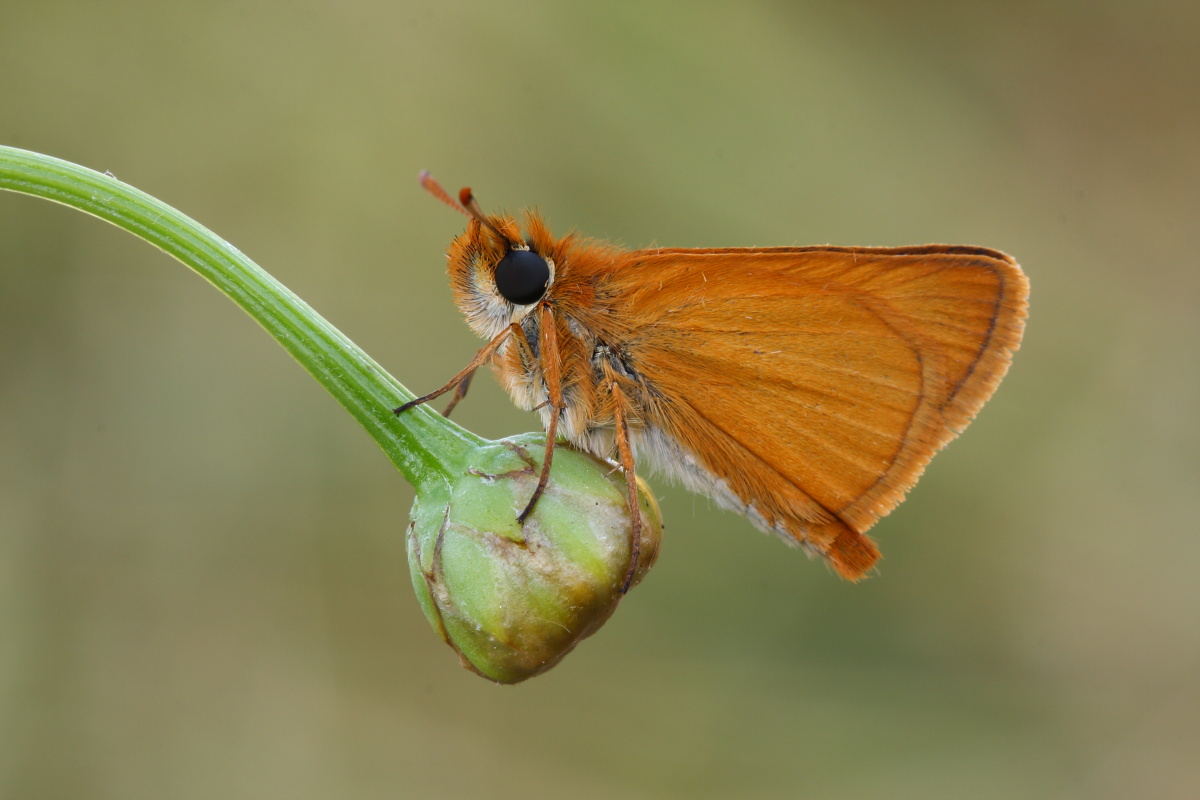 Thymelicus sylvestris?