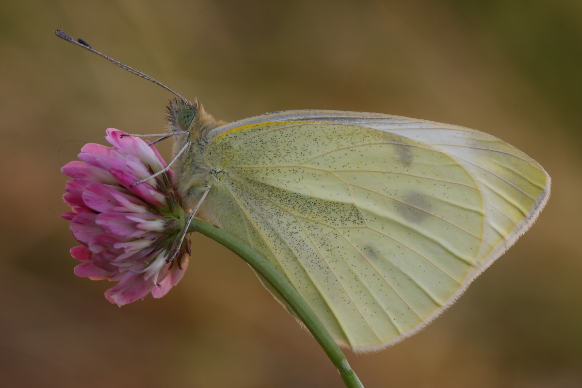 Pieridae,aiuto ID