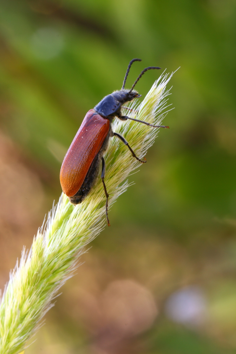 Omophlus sp. (Tenebrionidae)