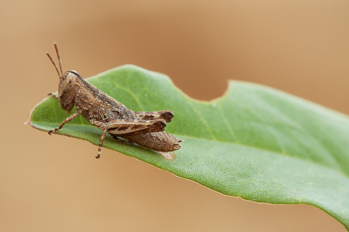 Piccolo Acridiidae