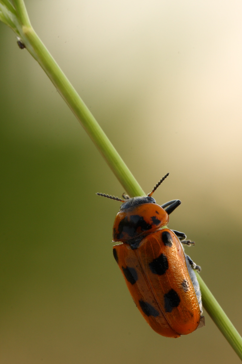Chrysomelidae,Tituboea ...conferma ID