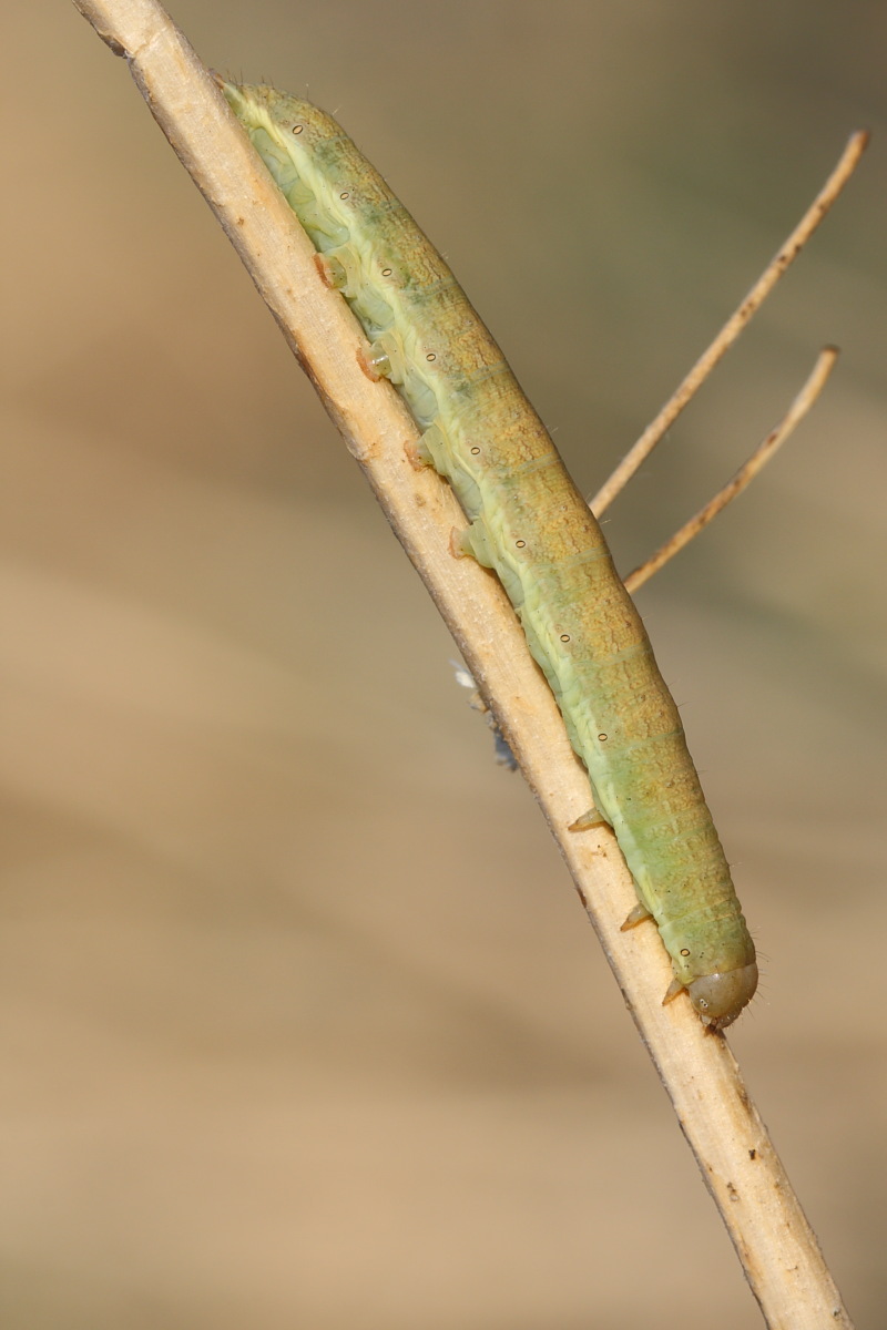 bruco/larva da identificare