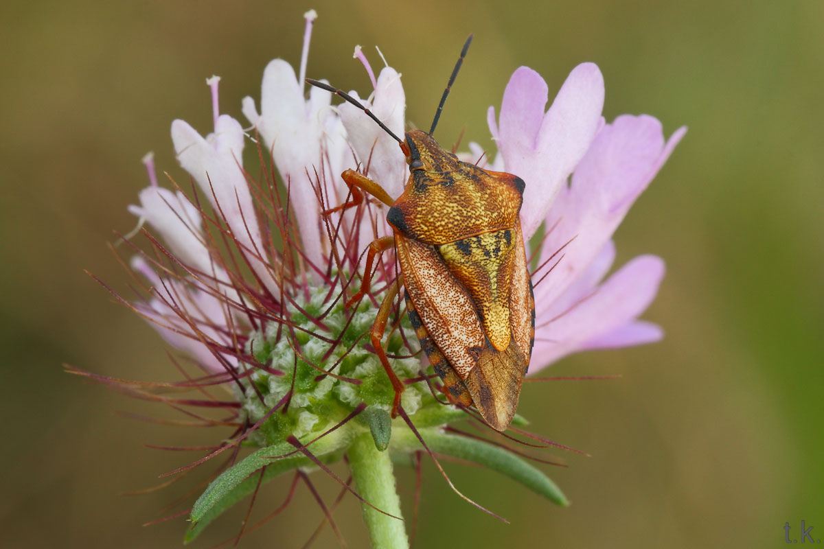 aiuto identificazione