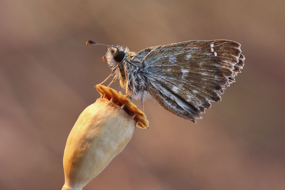 Carcharodus alceae