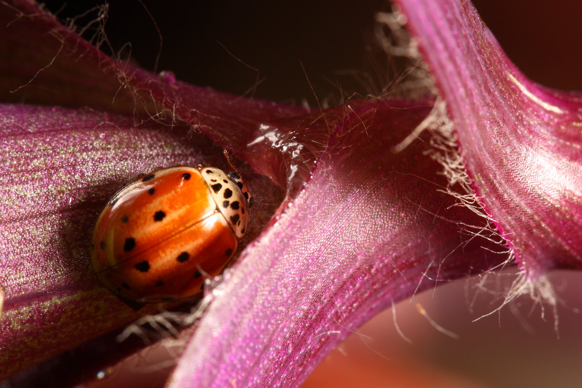 identificazione coccinella