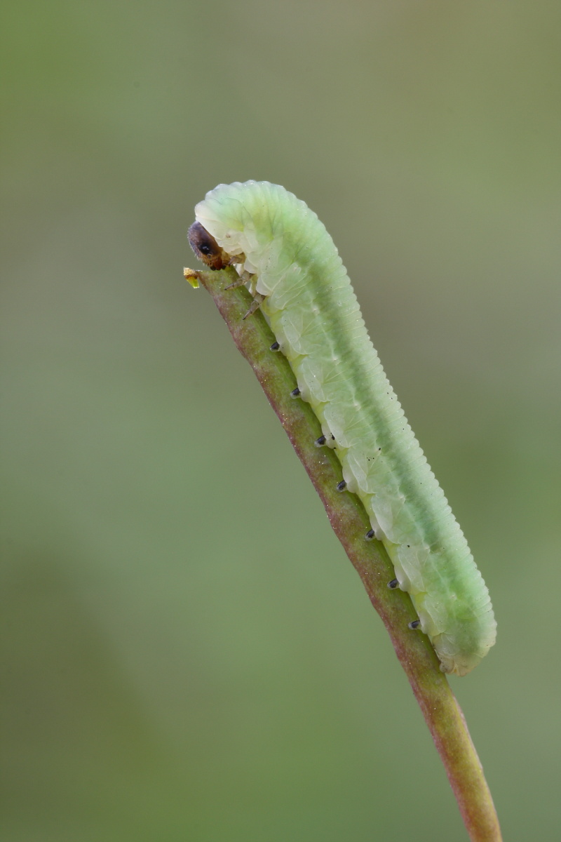 larva di Tenthredinidae e larva di Pieris rapae