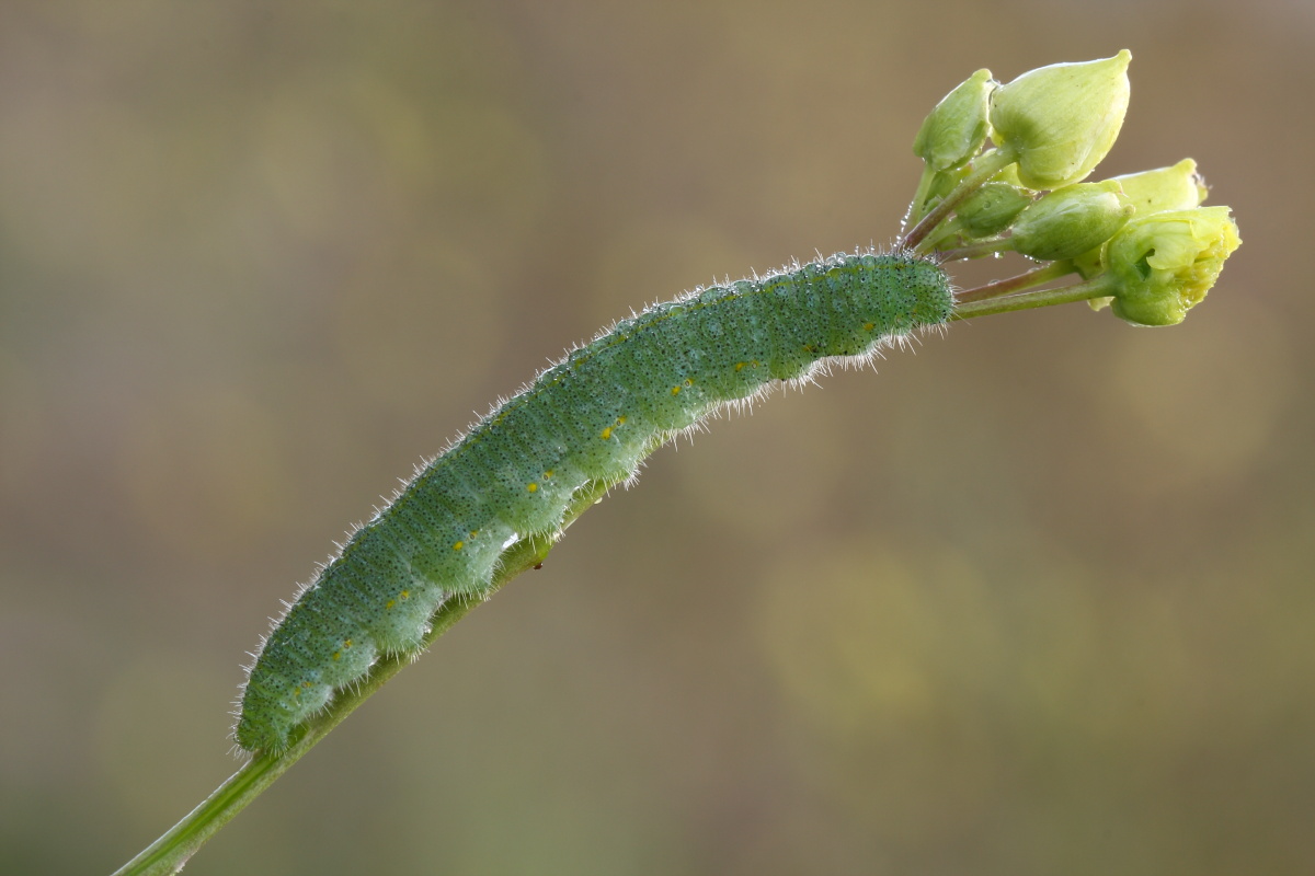 larva di Tenthredinidae e larva di Pieris rapae