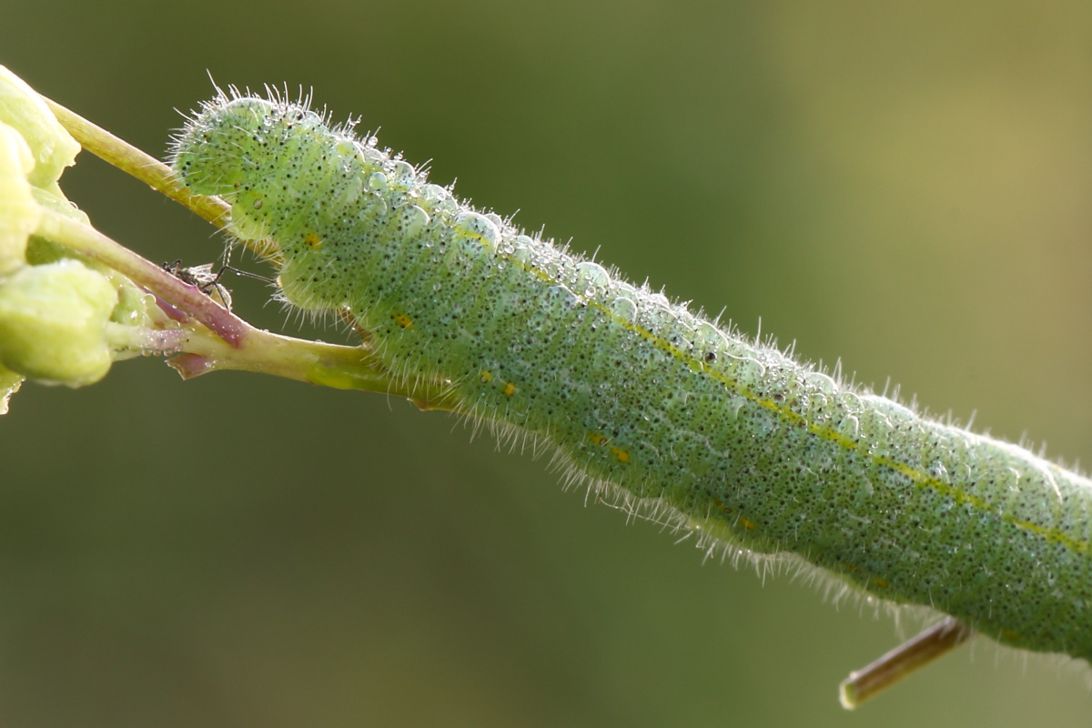 larva di Tenthredinidae e larva di Pieris rapae