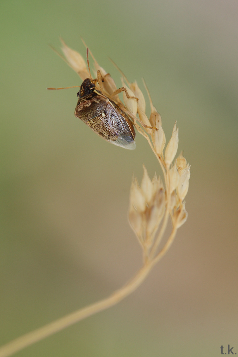 Pentatomidae: Eysarcoris ventralis di Bari citt