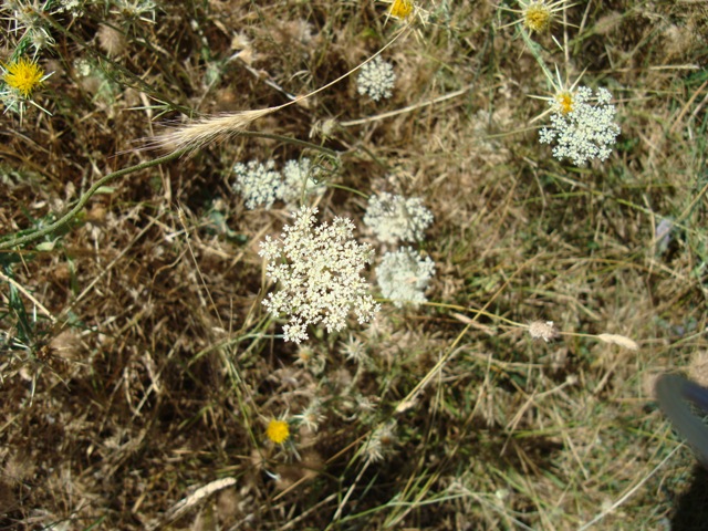 Apiaceae - Daucus carota