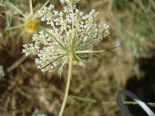 Apiaceae - Daucus carota